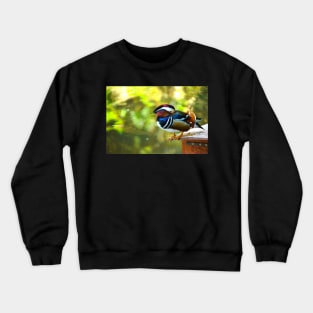 Mandarin Duck. Beautiful male duck Crewneck Sweatshirt